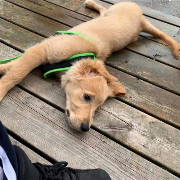 Meet your Posher, Taylor - Picture 1 of 1